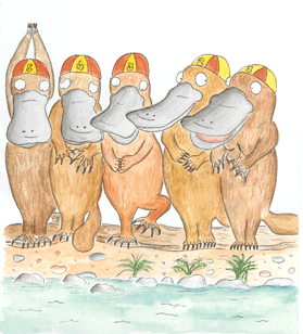 Image from " My Phillip Island Adventure"